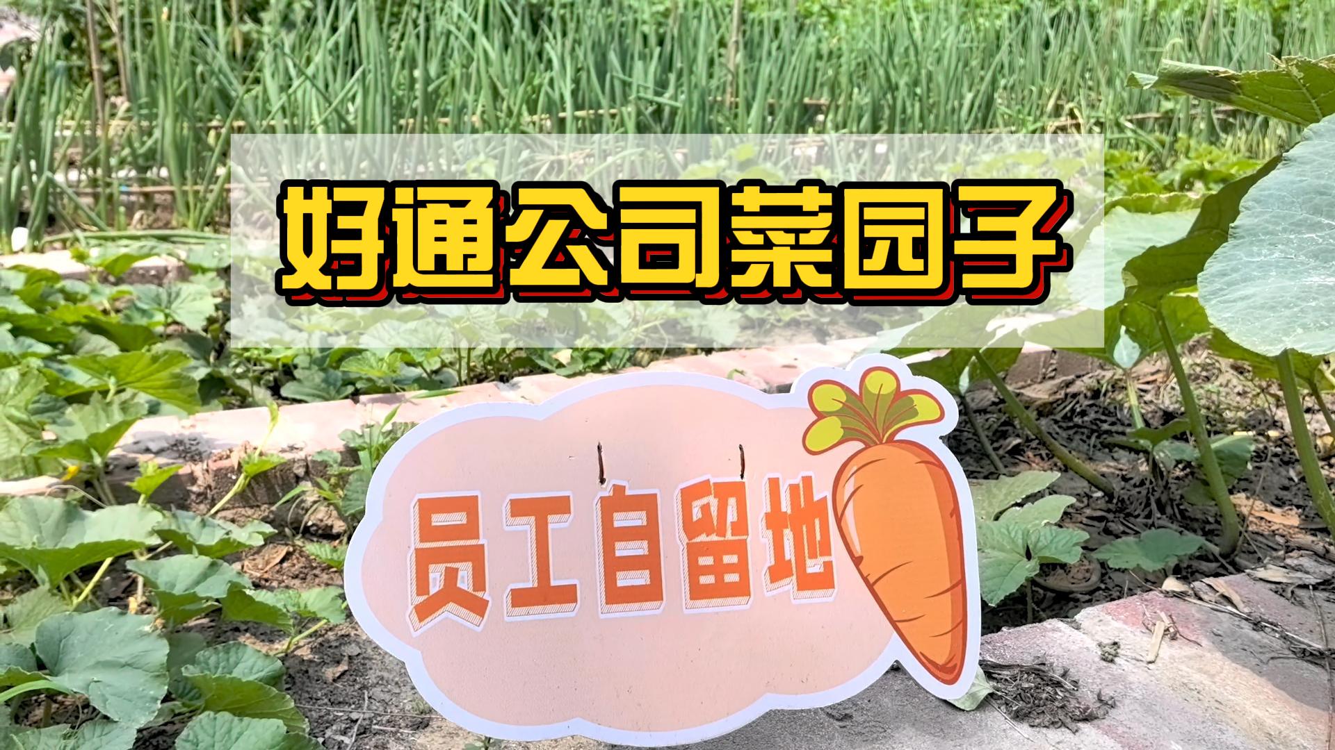 種植綠色“小菜園”，豐富員工“菜籃子”